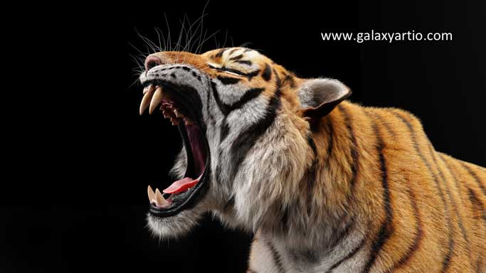 کهربا معروف به روح ببر