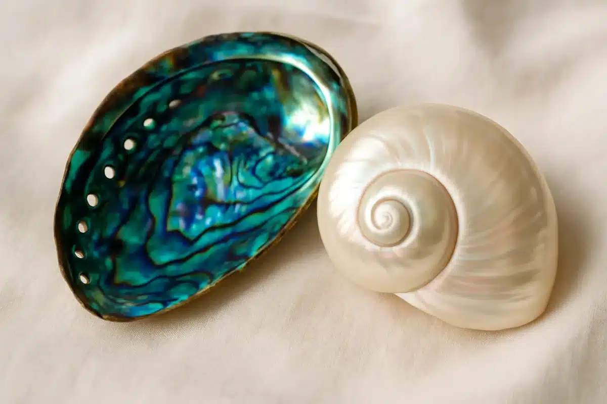 صدف آبالون و صدف حلزونی با زمینه پارچه‌ای